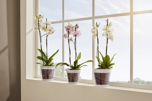[FL0101] 2.3 Liter Plastic Orchid Planter Flower Pot (48 pc/ctn)