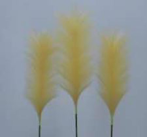 [FL8107-CP] Pampas Flower, 25cm/60cm (96 pc/ctn)