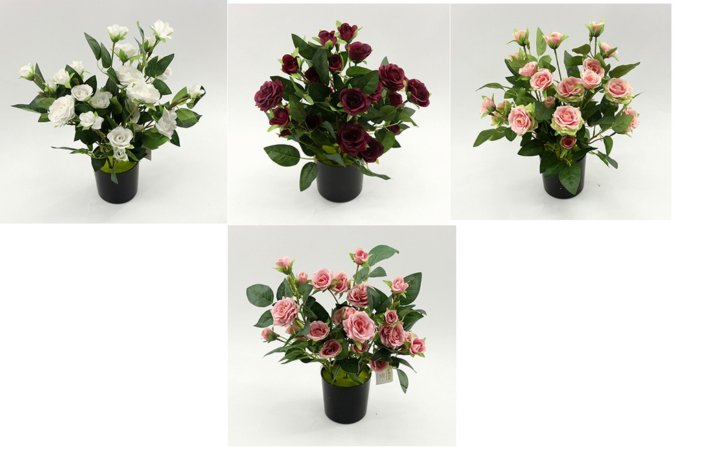 24 Flower 10cm Rose Bouquet, Potted Flower,35cm H (12 pot/ctn)