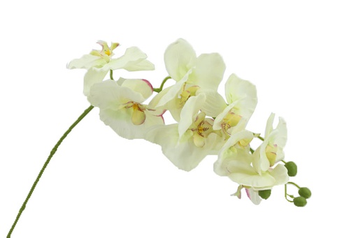 [FL6101-WH] Orchid, 8 Flowers, 99cm Stem, White (240 pc/ctn)