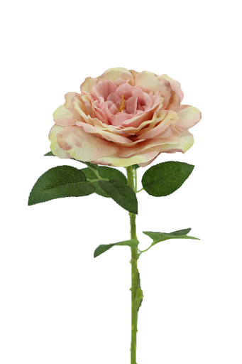 [FL6611-YL] Big Rose with 48cm Stem, Pink-Yellow (240 pc/ctn)