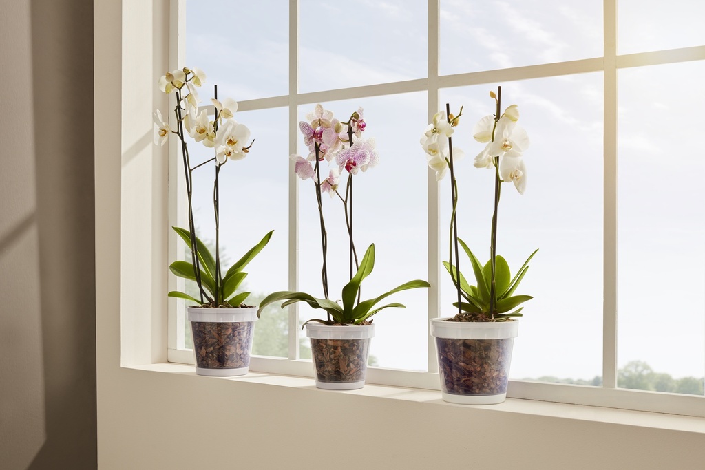 1.4 Liter Plastic Orchid Planter Flower Pot (48 pc/ctn)