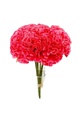 9 pc Carnation Bouquet Set, Dark Pink  (24 set/ctn)