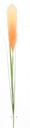 Pampas Flower w. 3 leaves, 20cm/76cm (96 pc/ctn)