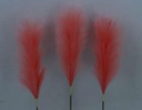 Pampas Flower, 25cm/60cm (96 pc/ctn)