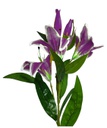 Lily w. 95cm Stem, 3 Flowers+2 Bud, Purple (120 pc/ctn)