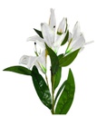 Lily w. 95cm Stem, 3 Flowers+2 Bud, White(120 pc/ctn)