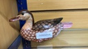 Wood Brown Sitting Duck with Removable Wings (6 pc/ctn)