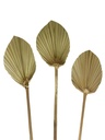 3pc 45~60cm Oval Shape Palm Leave, dia 10~13cm (50 set/ctn)