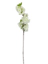 White Cherry Blossom (240 pcs/ctn)