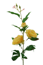 Tearose with 3 heads stem 90 cm, Yellow (240 pc/ctn)