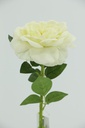 Big Rose with 48cm Stem, White (240 pc/ctn)