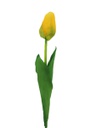 Orange Tulip Bulb with Stem (480 pcs/ctn)