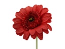 Big Gerbera with 56cm stem, Red (720 pc/ctn)